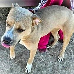Enlarge Dandie, a Adoptable Pit Bull Terrier in Eagle, ID image 1/6