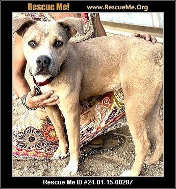 Enlarge Dandie, a Adoptable Pit Bull Terrier in Eagle, ID image 2/6