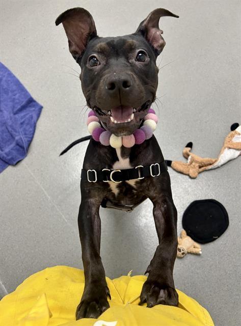 Enlarge Minnie, a Adopted Pit Bull Terrier in San Francisco, CA image 1/1
