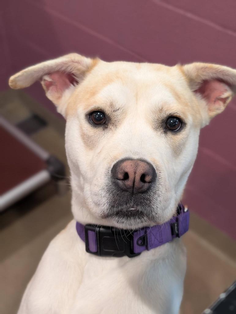 Lucy, Adoptable, Young Female Labrador Retriever.