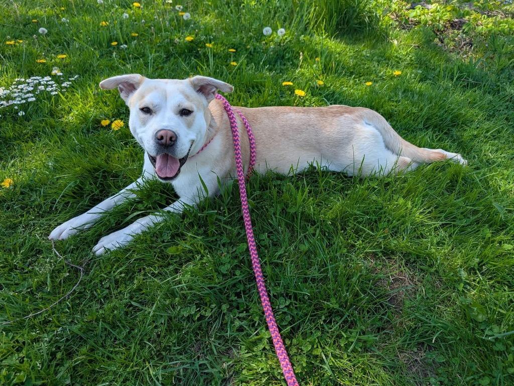 Lucy, a Adoptable mixed breed in North Syracuse, NY image 2/6