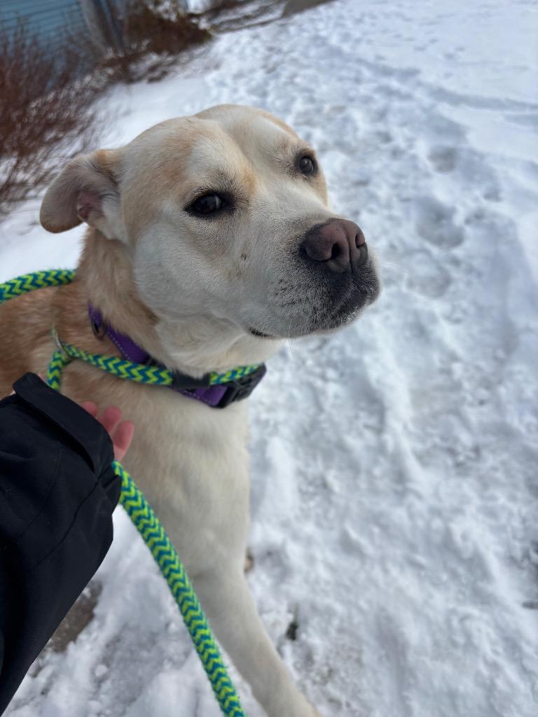 Enlarge Lucy, a Adoptable mixed breed in North Syracuse, NY image 2/4
