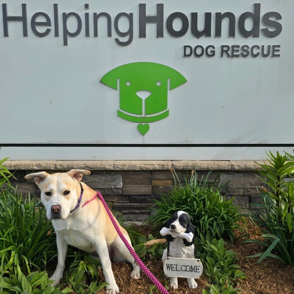 Lucy, a Adoptable mixed breed in North Syracuse, NY image 4/6