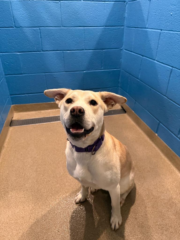 Lucy, a Adoptable mixed breed in North Syracuse, NY image 5/6