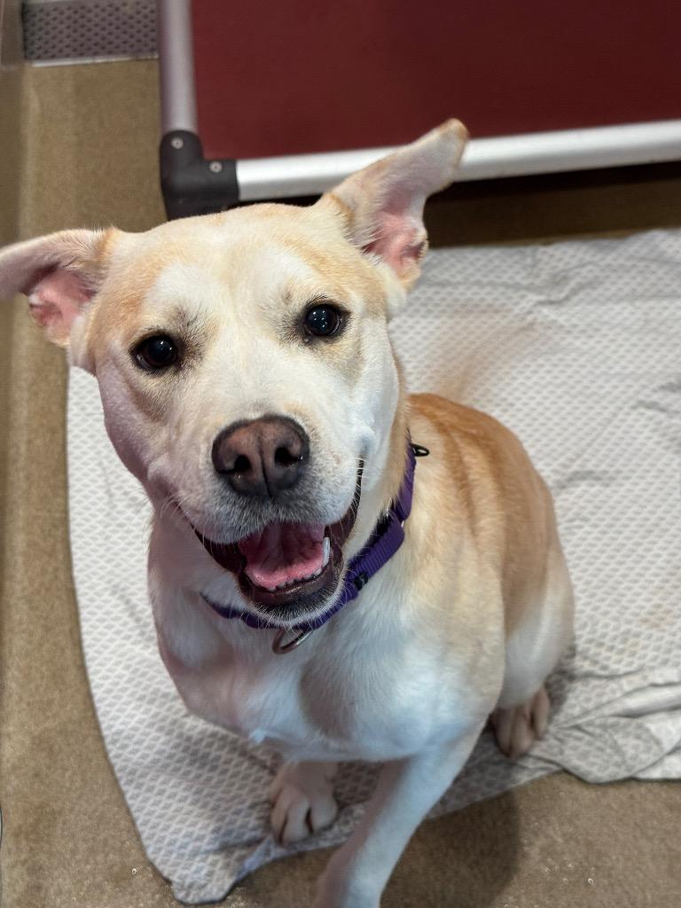 Enlarge Lucy, a Adoptable mixed breed in North Syracuse, NY image 3/4