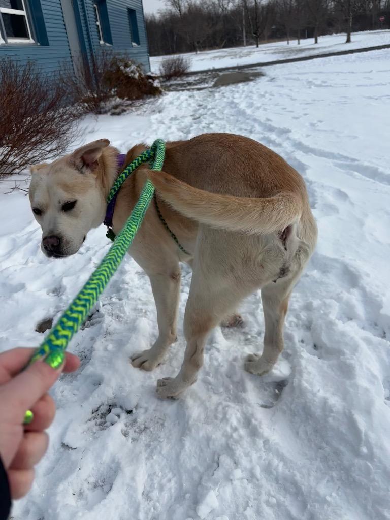 Enlarge Lucy, a Adoptable mixed breed in North Syracuse, NY image 4/4