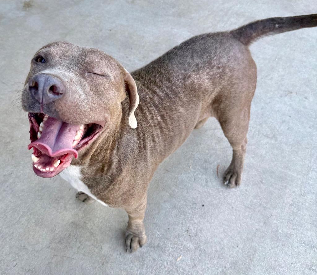 Marvin, Adoptable, Adult Male Pit Bull Terrier.