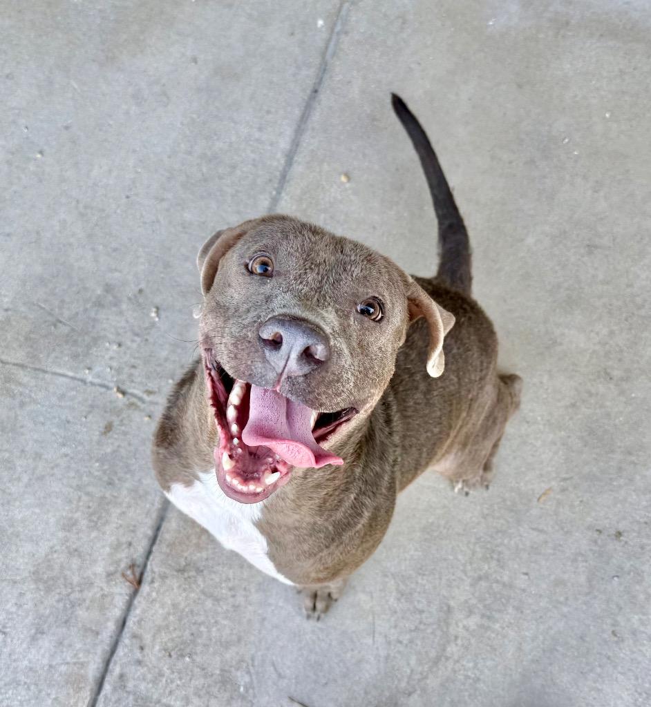 Marvin, a Adoptable Pit Bull Terrier in Austin, TX image 2/6