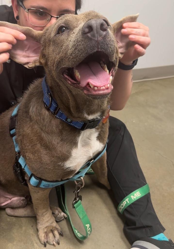 Marvin, Adoptable, Adult Male Pit Bull Terrier.