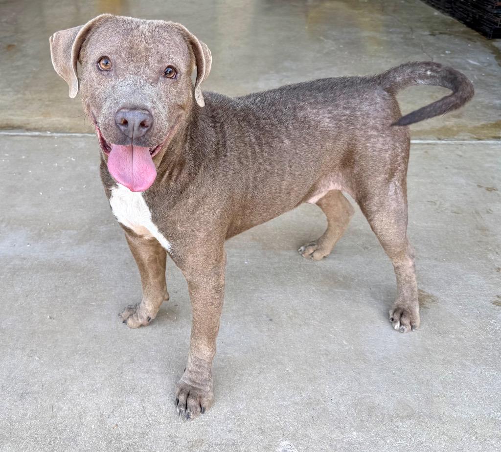 Marvin, a Adoptable Pit Bull Terrier in Austin, TX image 4/6