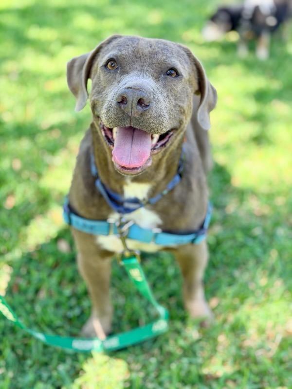 Enlarge Marvin, a Adoptable Pit Bull Terrier in Austin, TX image 2/6