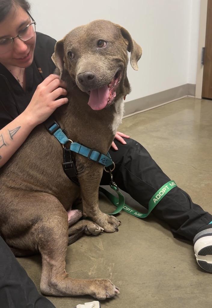 Enlarge Marvin, a Adoptable Pit Bull Terrier in Austin, TX image 5/6