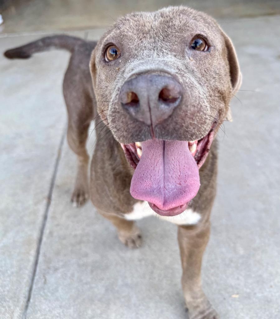 Enlarge Marvin, a Adoptable Pit Bull Terrier in Austin, TX image 6/6