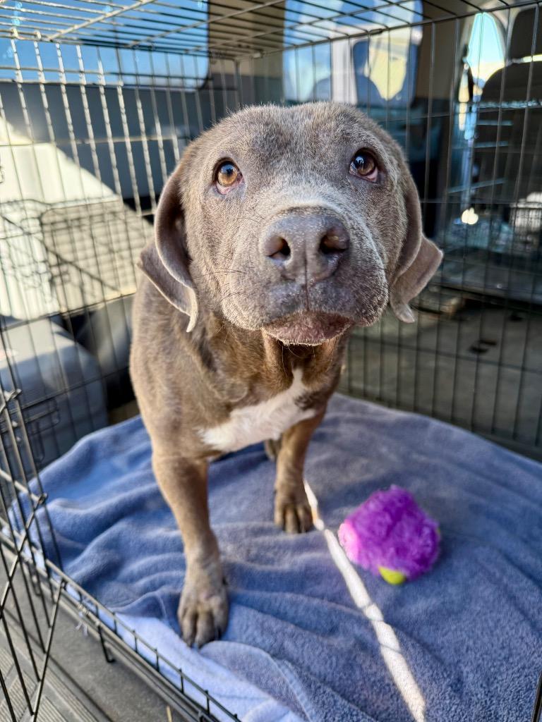 Marvin, a Adoptable Pit Bull Terrier in Austin, TX image 6/6