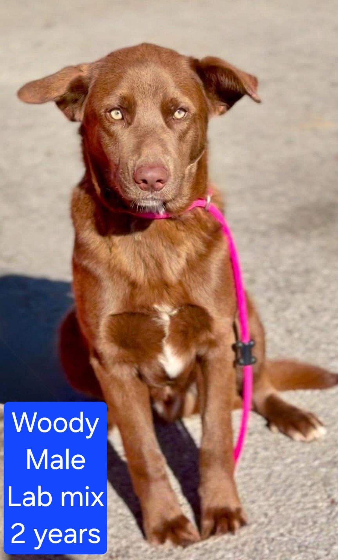 Woody, ADOPTABLE, Adult Male Labrador Retriever.