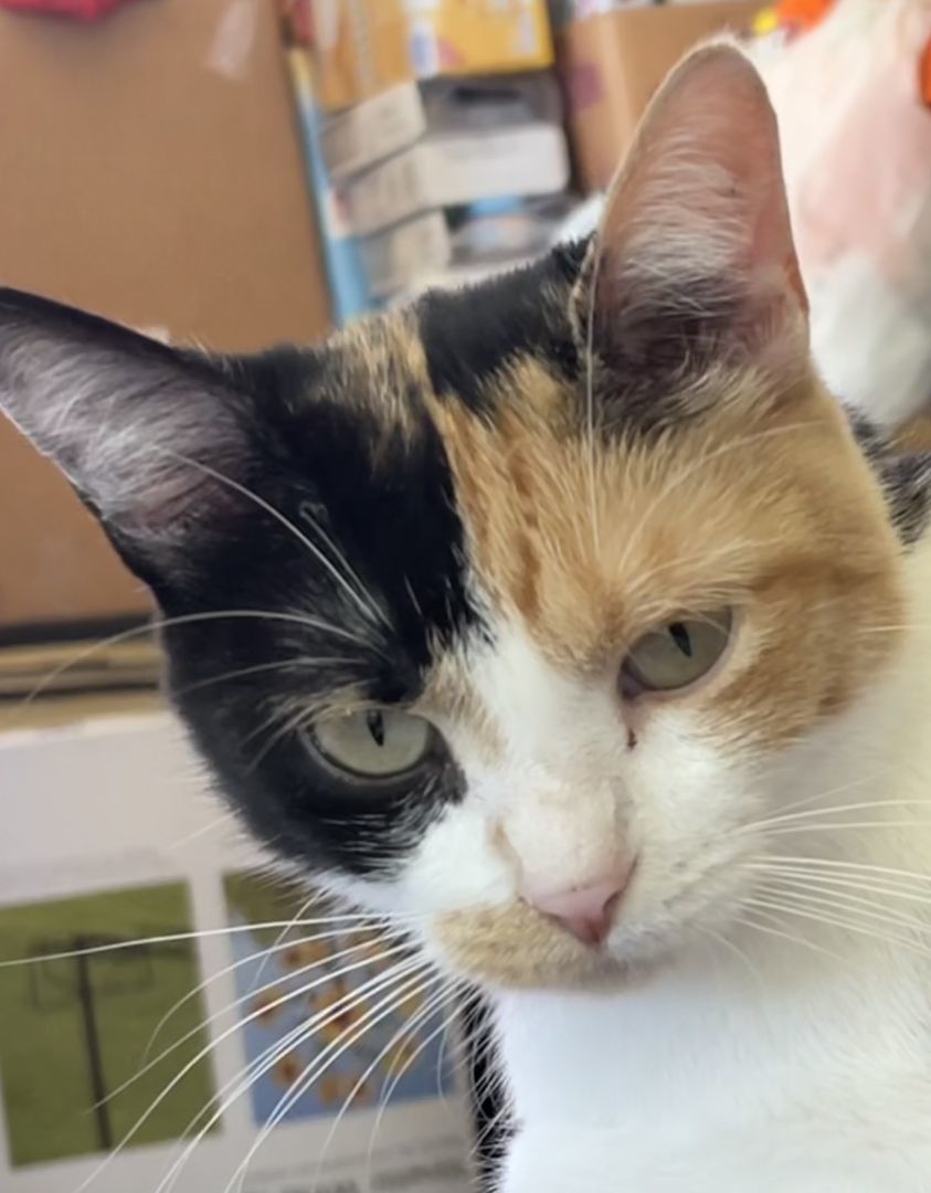 Nyla, Adopted, Adult Female Domestic Short Hair.