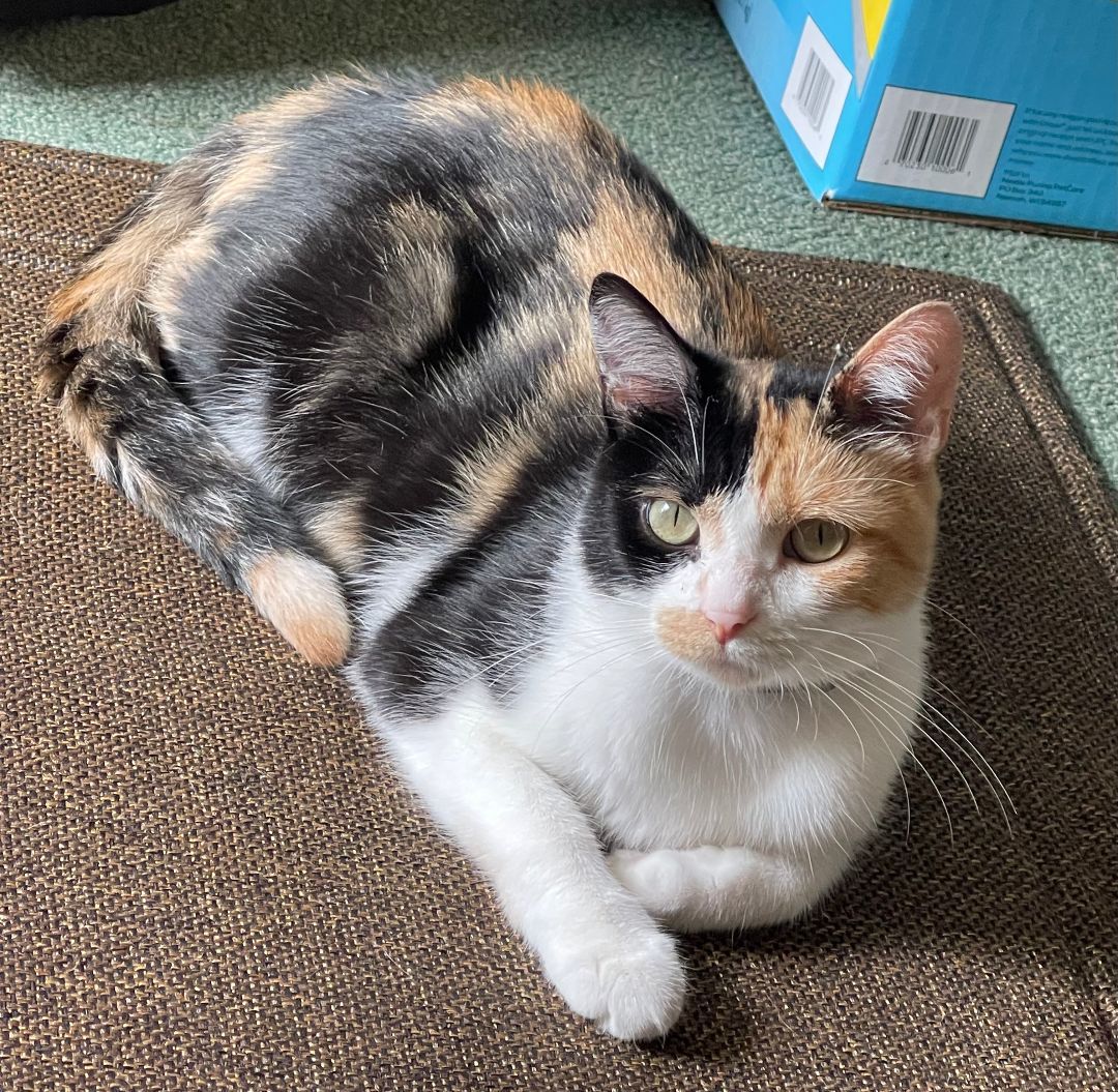 Nyla, a Adopted Domestic Short Hair in Whiting, IN image 2/6