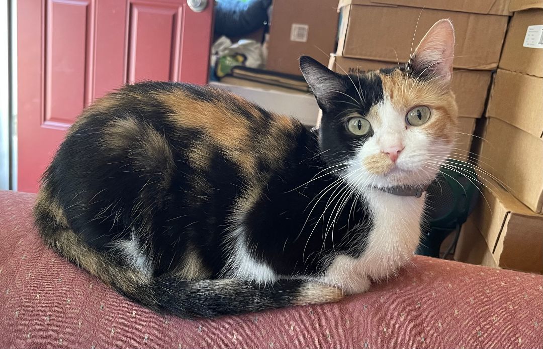 Nyla, a Adopted Domestic Short Hair in Whiting, IN image 3/6