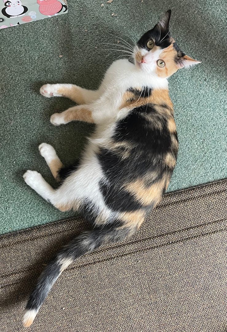 Nyla, a Adopted Domestic Short Hair in Whiting, IN image 4/6