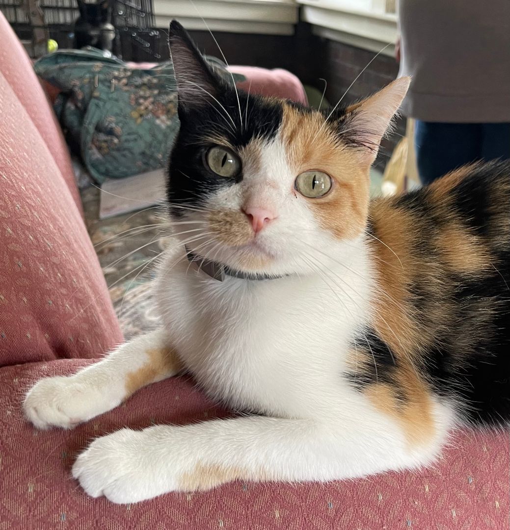 Nyla, a Adopted Domestic Short Hair in Whiting, IN image 5/6