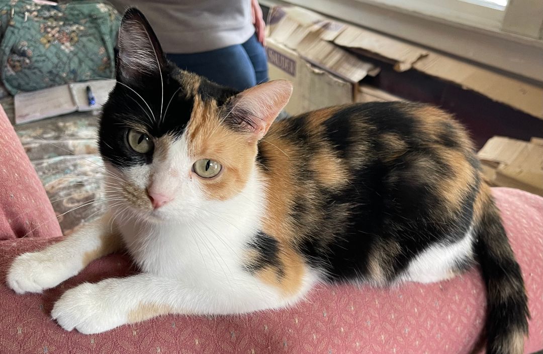 Nyla, a Adopted Domestic Short Hair in Whiting, IN image 6/6