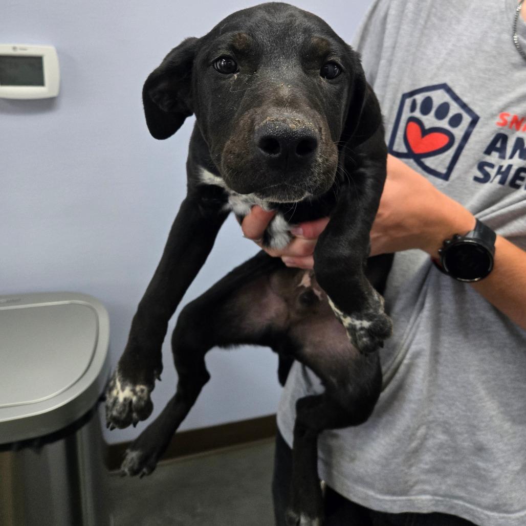 Enlarge Waylon, a Adoptable Mixed Breed in Idaho Falls, ID image 1/2