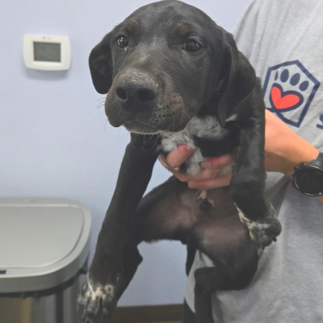 Enlarge Waylon, a Adoptable Mixed Breed in Idaho Falls, ID image 2/2
