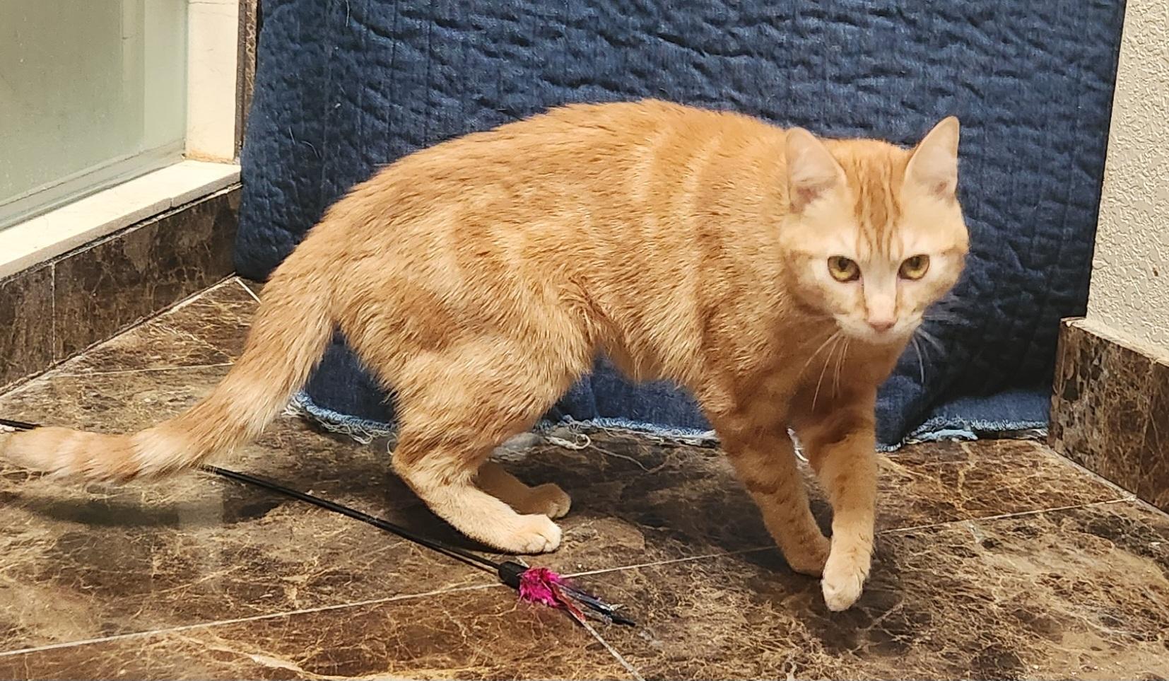 Nicole, a Adoptable Domestic Short Hair in Oklahoma City, OK image 2/5