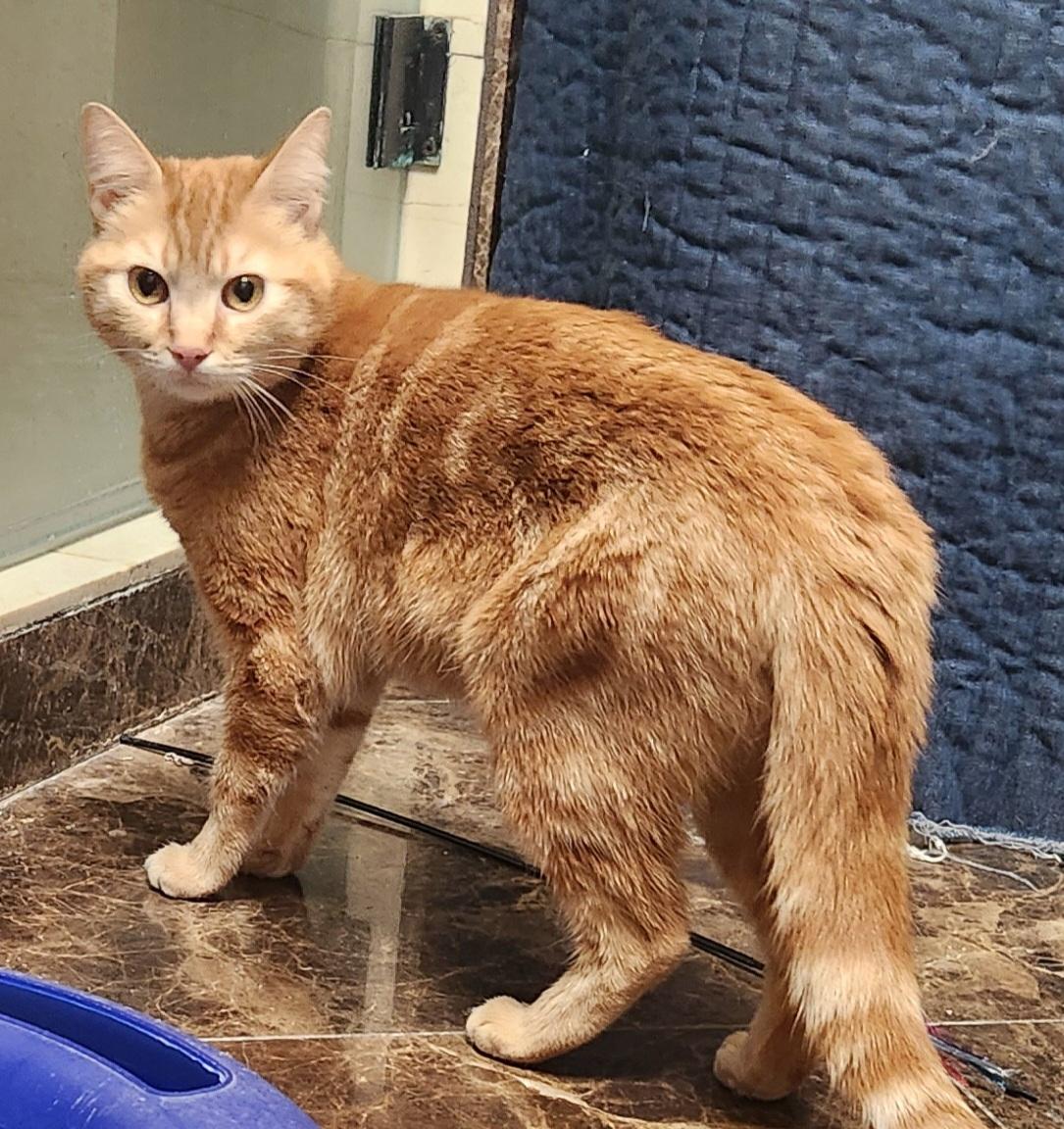 Nicole, a Adoptable Domestic Short Hair in Oklahoma City, OK image 3/5