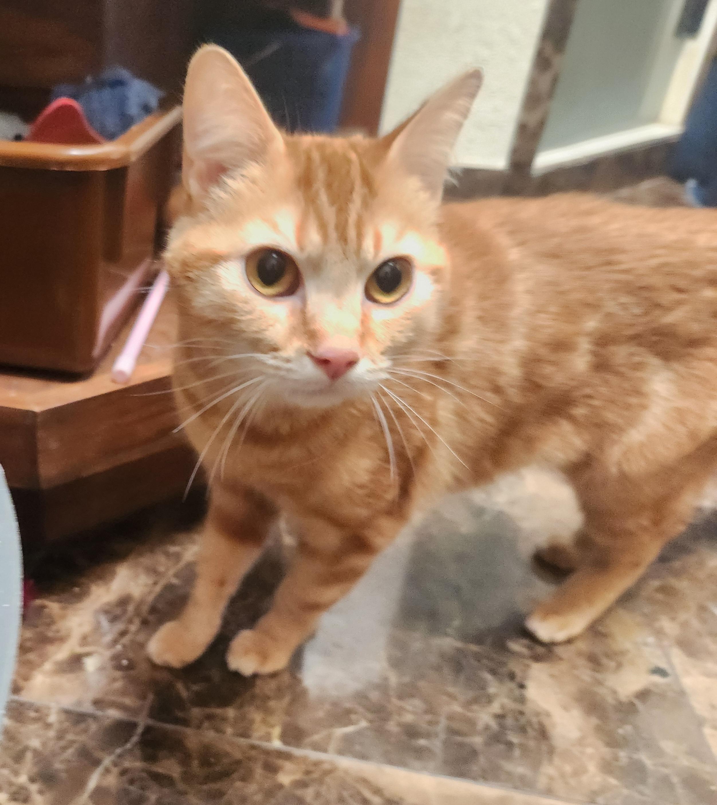 Nicole, Adoptable, Young Female Domestic Short Hair.