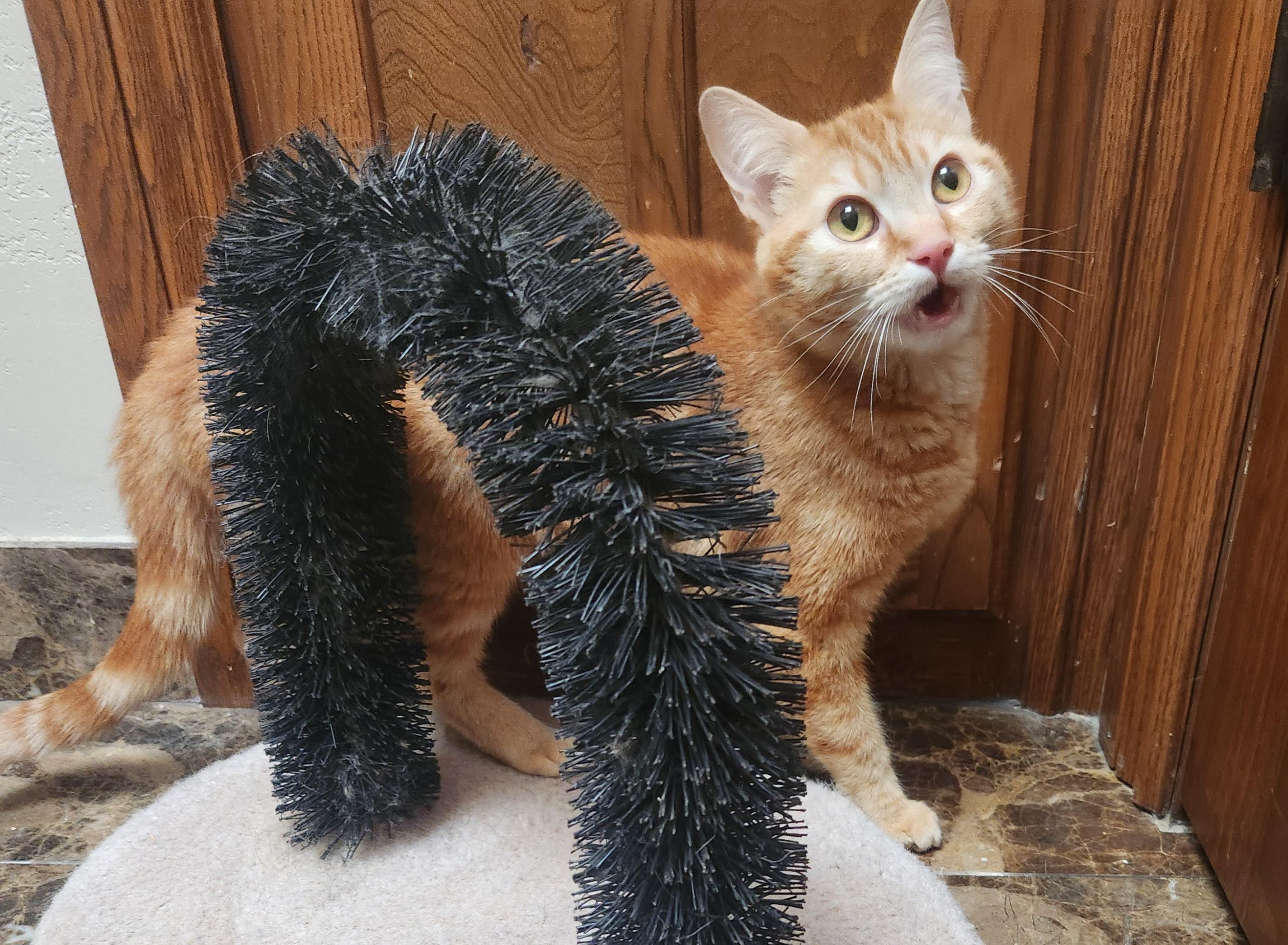 Nicole, a Adoptable Domestic Short Hair in Oklahoma City, OK image 4/5