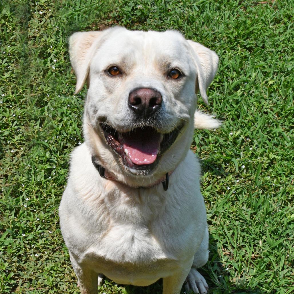 Murphy, Adoptable, Young Male Yellow Labrador Retriever.