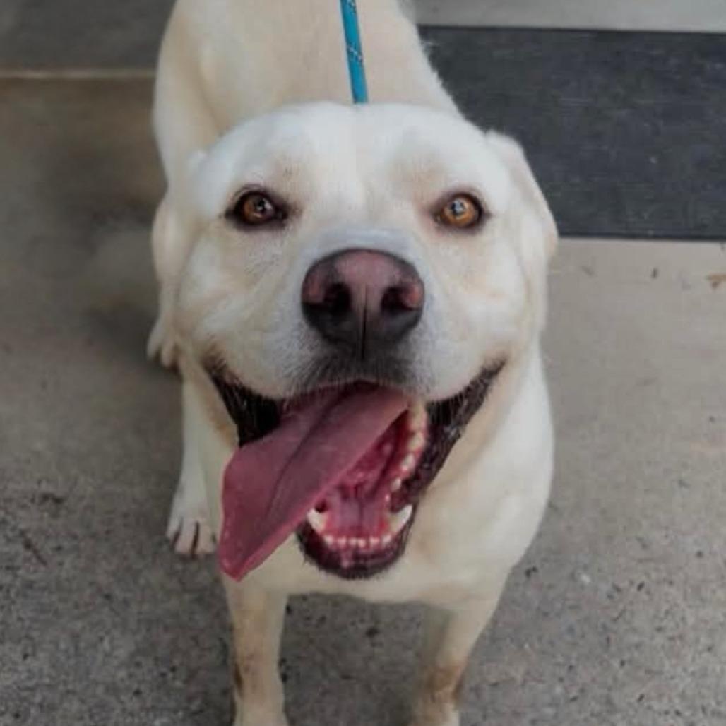 Enlarge Murphy, a Adoptable Yellow Labrador Retriever in Columbus, NC image 1/5