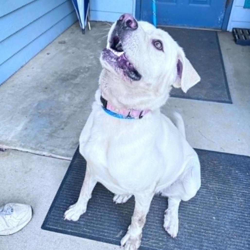 Enlarge Murphy, a Adoptable Yellow Labrador Retriever in Columbus, NC image 2/5