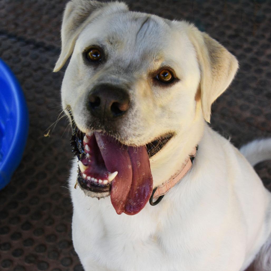 Enlarge Murphy, a Adoptable Yellow Labrador Retriever in Columbus, NC image 3/6
