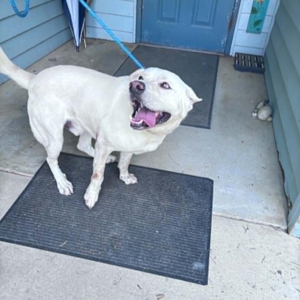 Enlarge Murphy, a Adoptable Yellow Labrador Retriever in Columbus, NC image 3/5