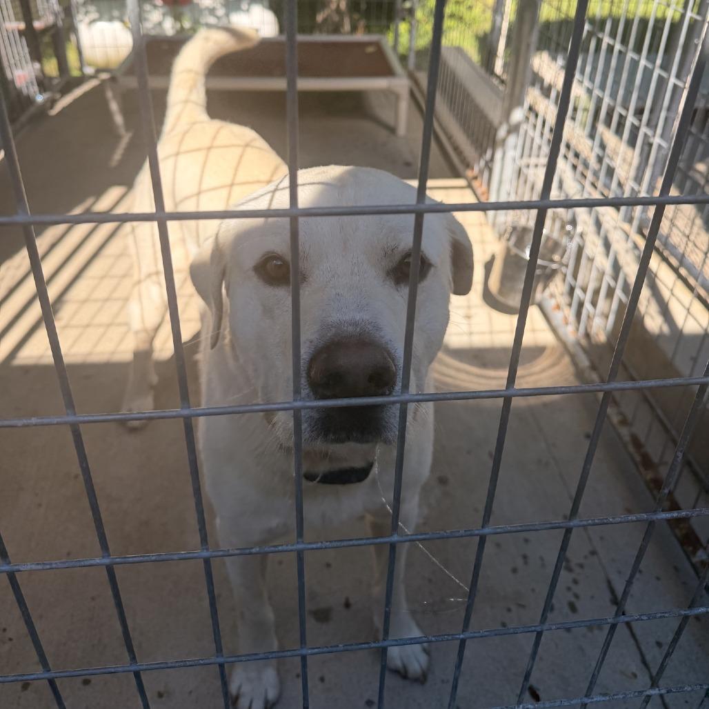 Enlarge Murphy, a Adoptable Yellow Labrador Retriever in Columbus, NC image 4/5
