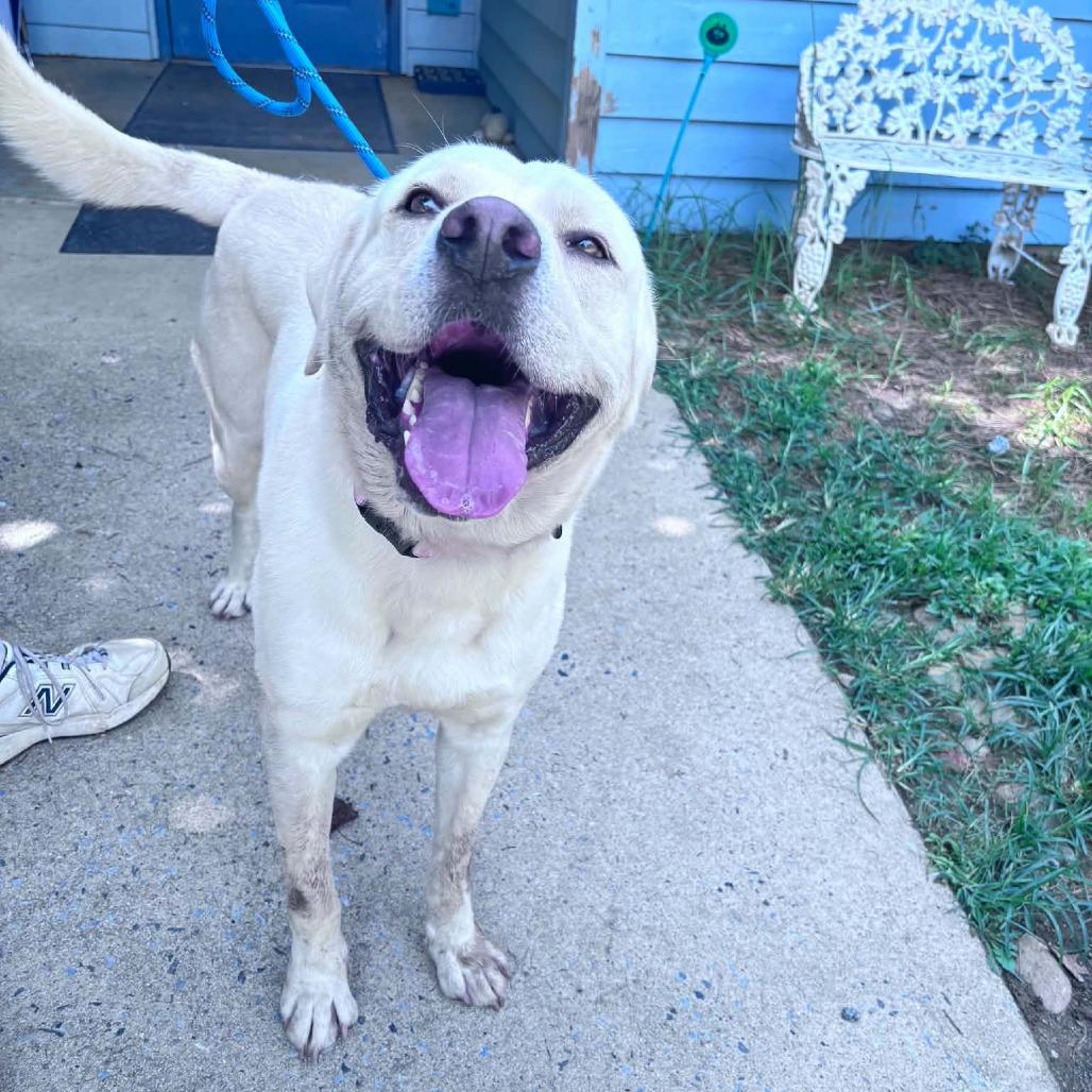 Enlarge Murphy, a Adoptable Yellow Labrador Retriever in Columbus, NC image 5/5