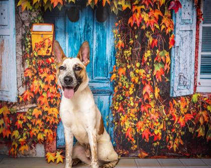 Enlarge Tate, a Adoptable Mixed Breed in Kingwood, TX image 1/3