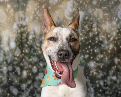 Enlarge Tate, a Adoptable Mixed Breed in Kingwood, TX image 2/3