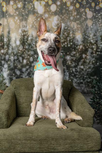 Enlarge Tate, a Adoptable Mixed Breed in Kingwood, TX image 3/3