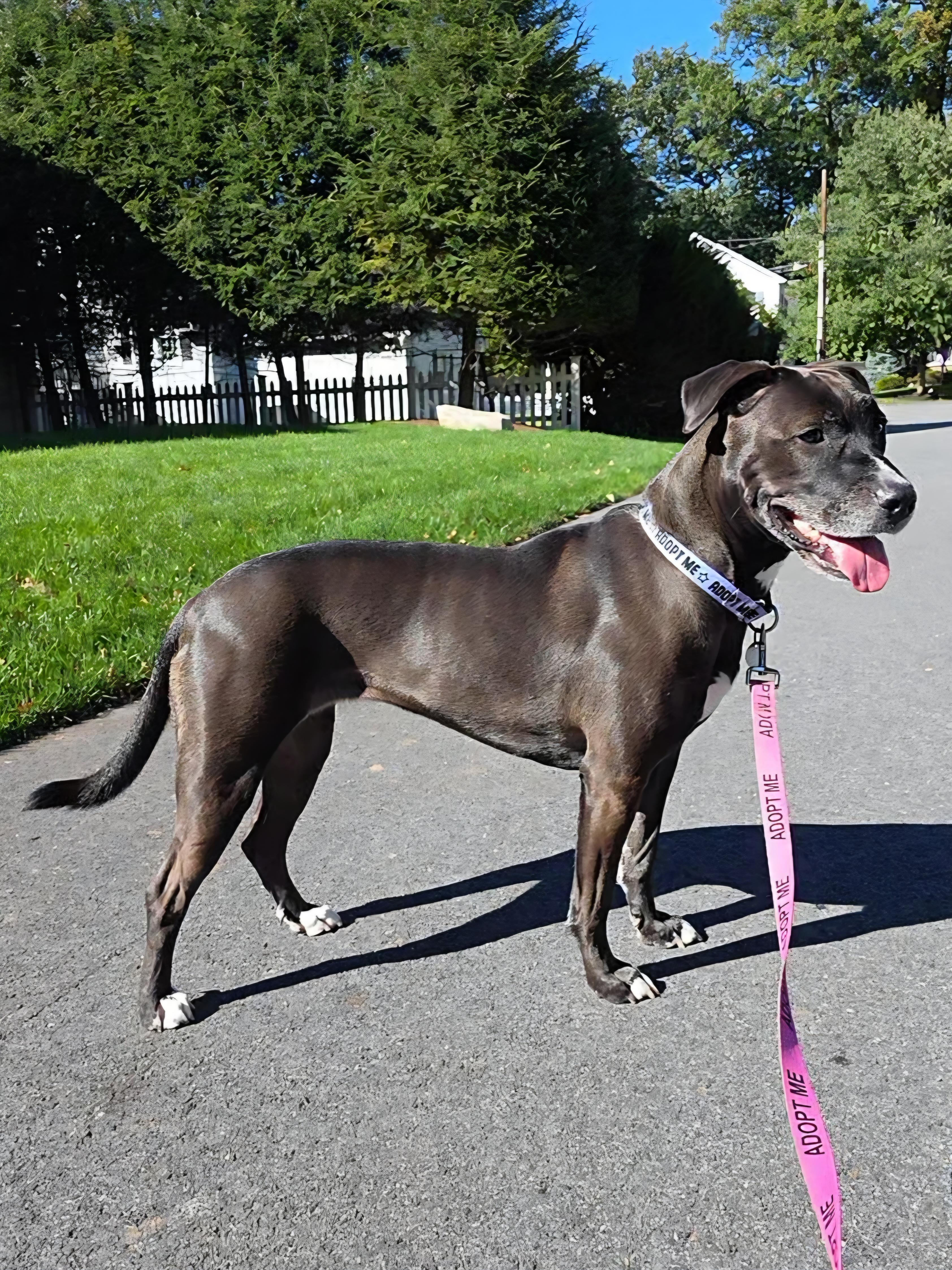 Enlarge Dolly, a Adoptable mixed breed in Wayne, NJ image 6/6