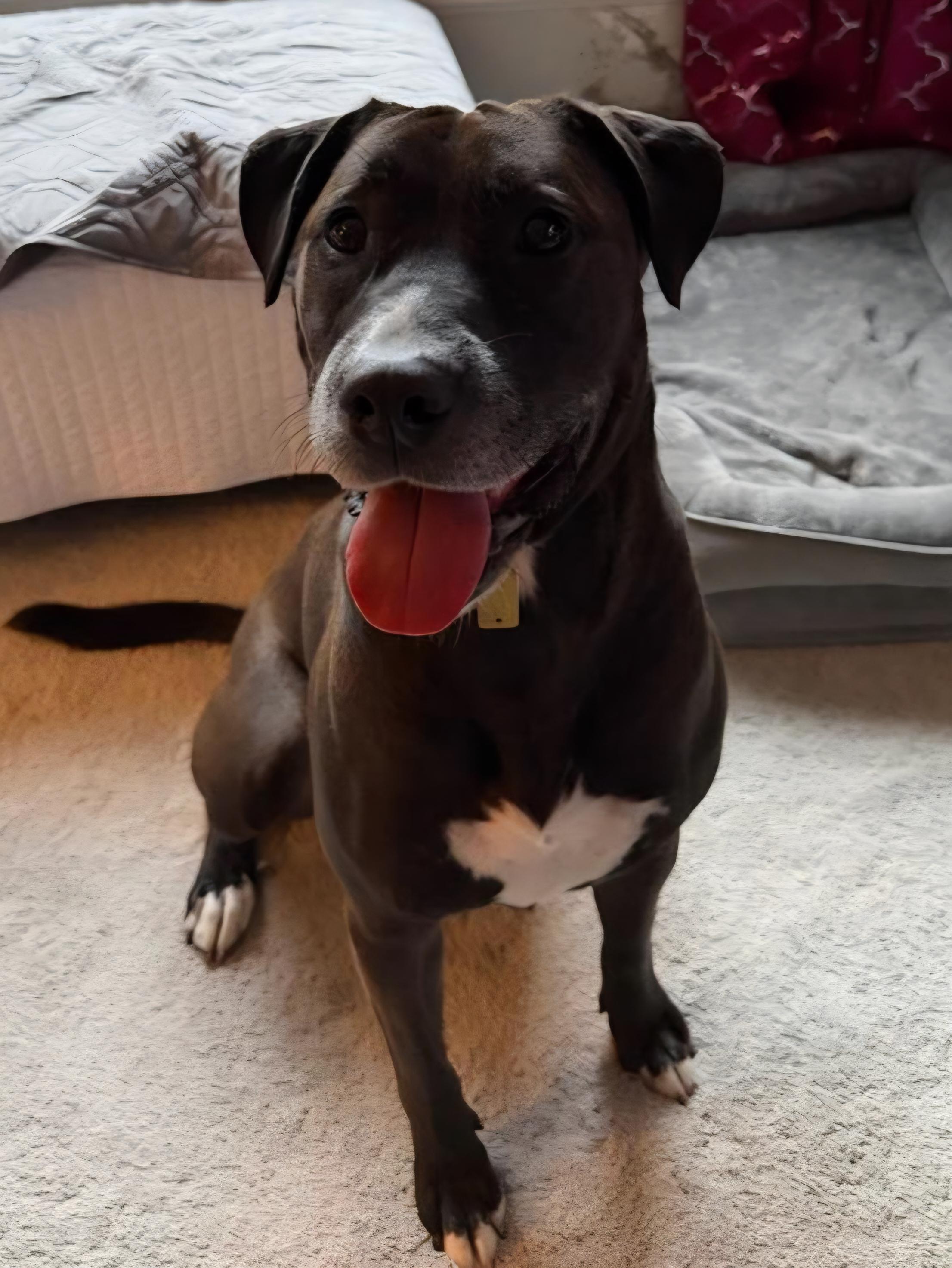 Enlarge Dolly, a Adoptable mixed breed in Wayne, NJ image 4/6