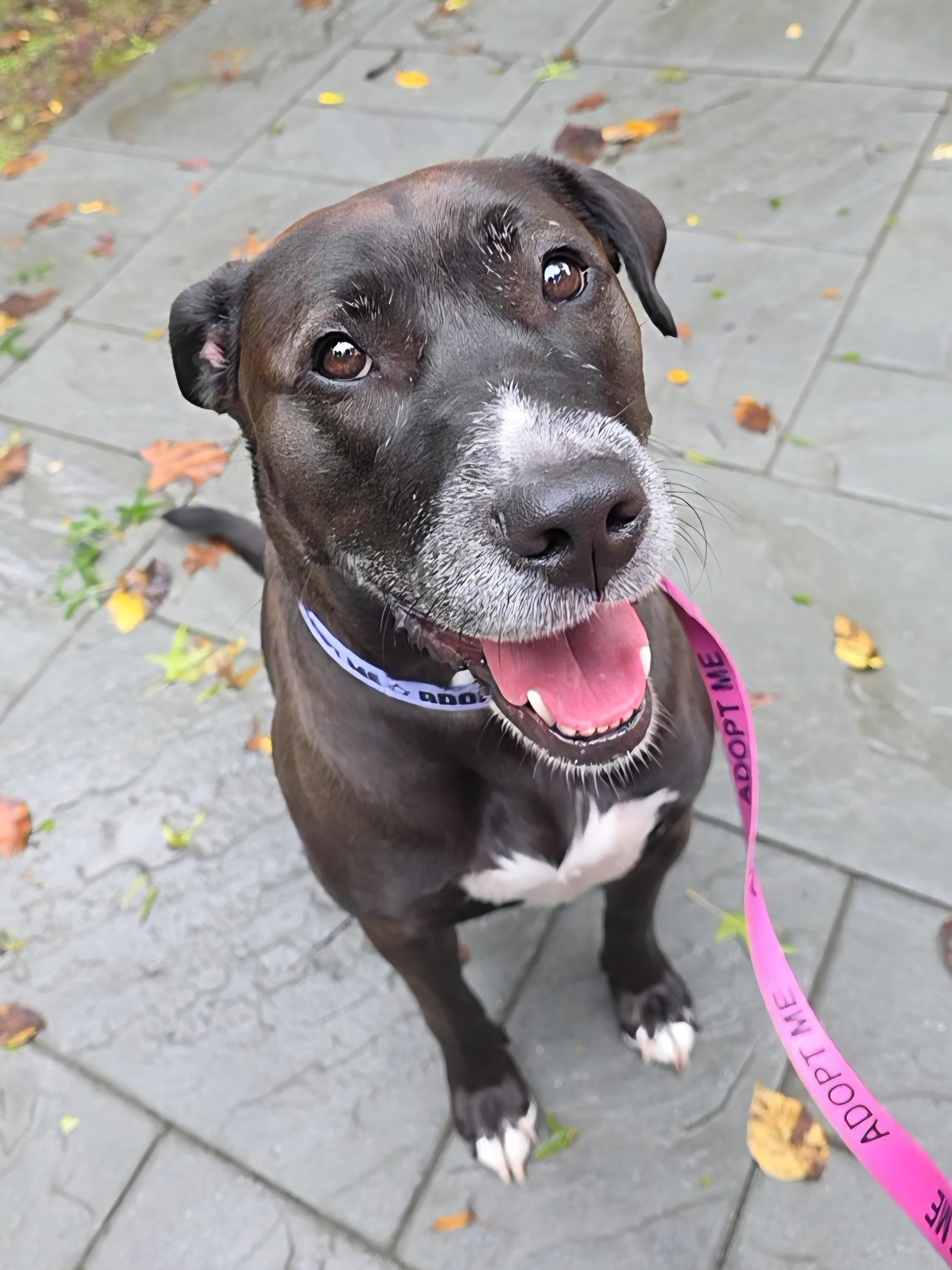 Enlarge Dolly, a Adoptable mixed breed in Wayne, NJ image 2/6