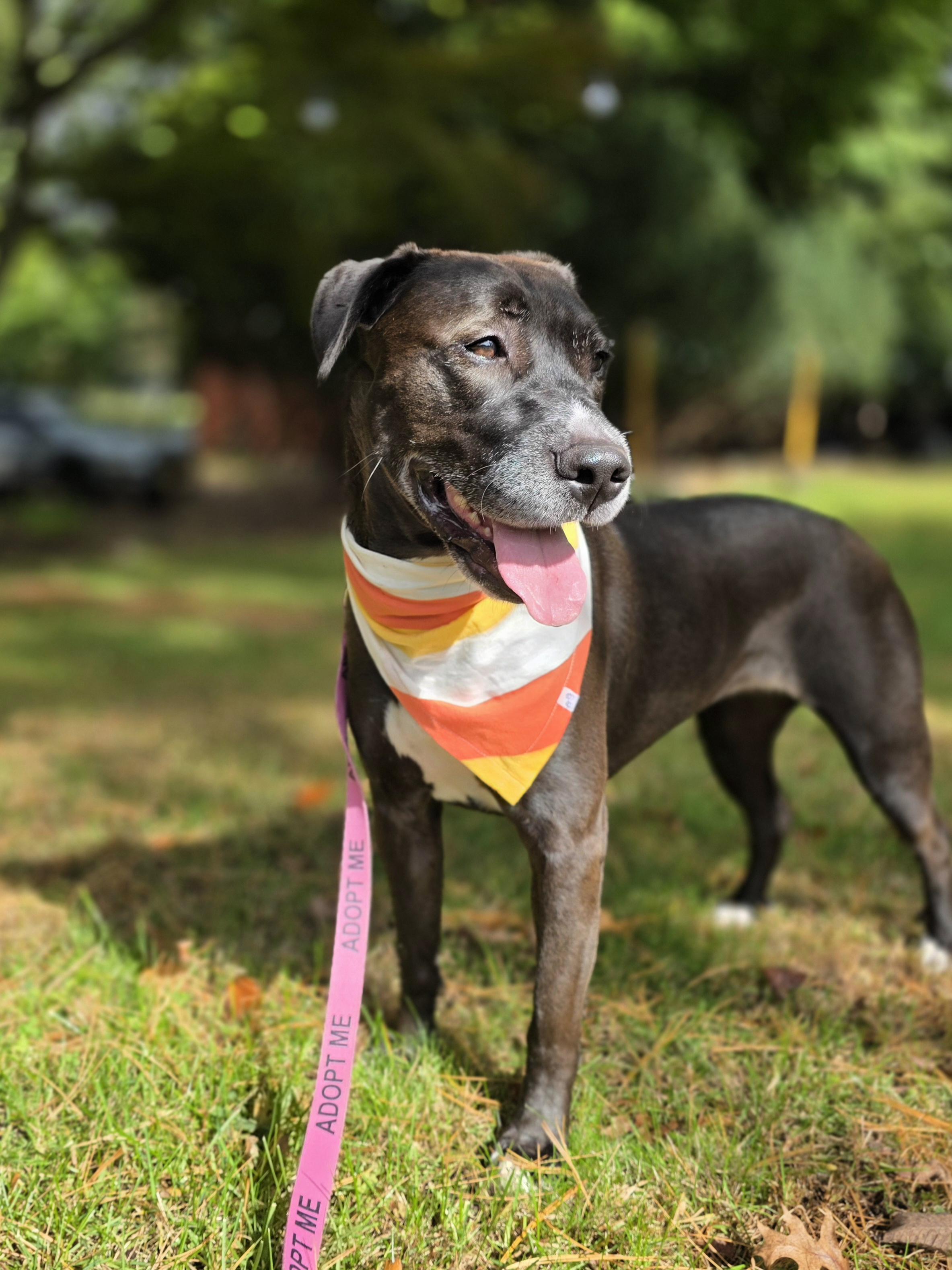 Dolly, Adoptable, Young Female Black Labrador Retriever & American Staffordshire Terrier.
