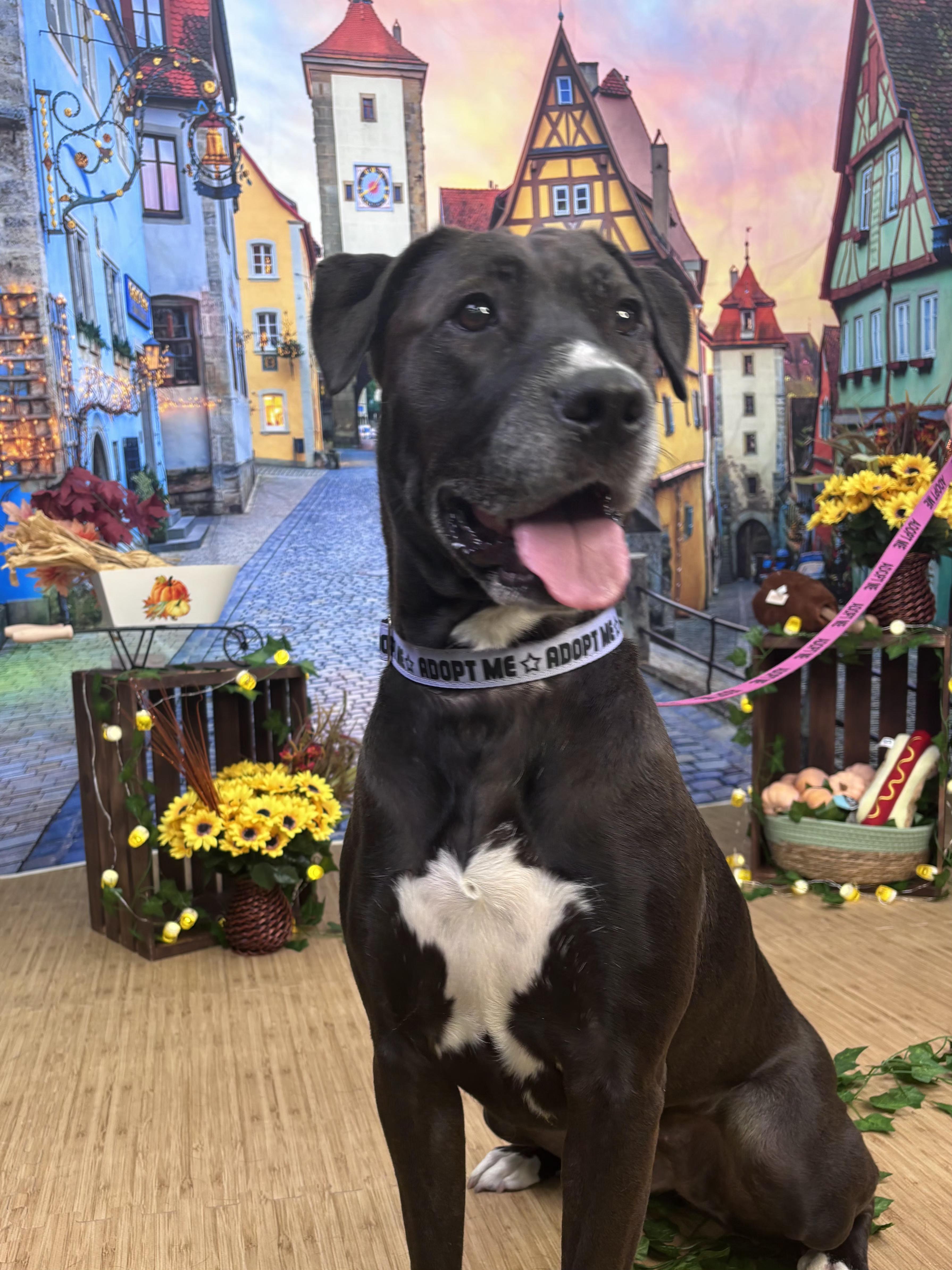 Enlarge Dolly, a Adoptable mixed breed in Wayne, NJ image 3/6