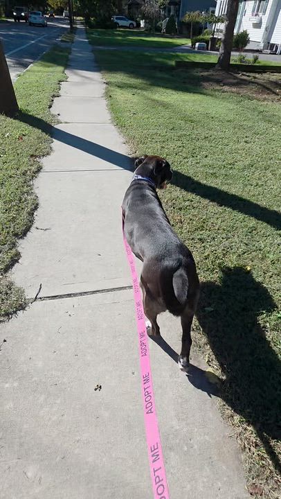 Enlarge Dolly, a Adoptable mixed breed in Wayne, NJ video 5/6