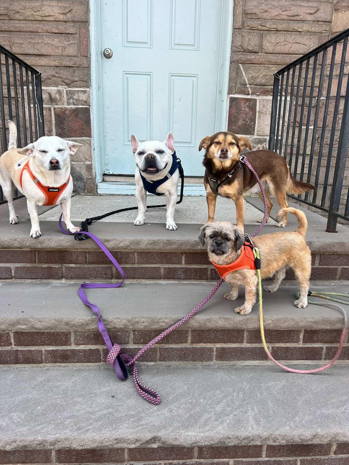 Enlarge Sassy, a ADOPTABLE mixed breed in Palisades Park, NJ image 4/4