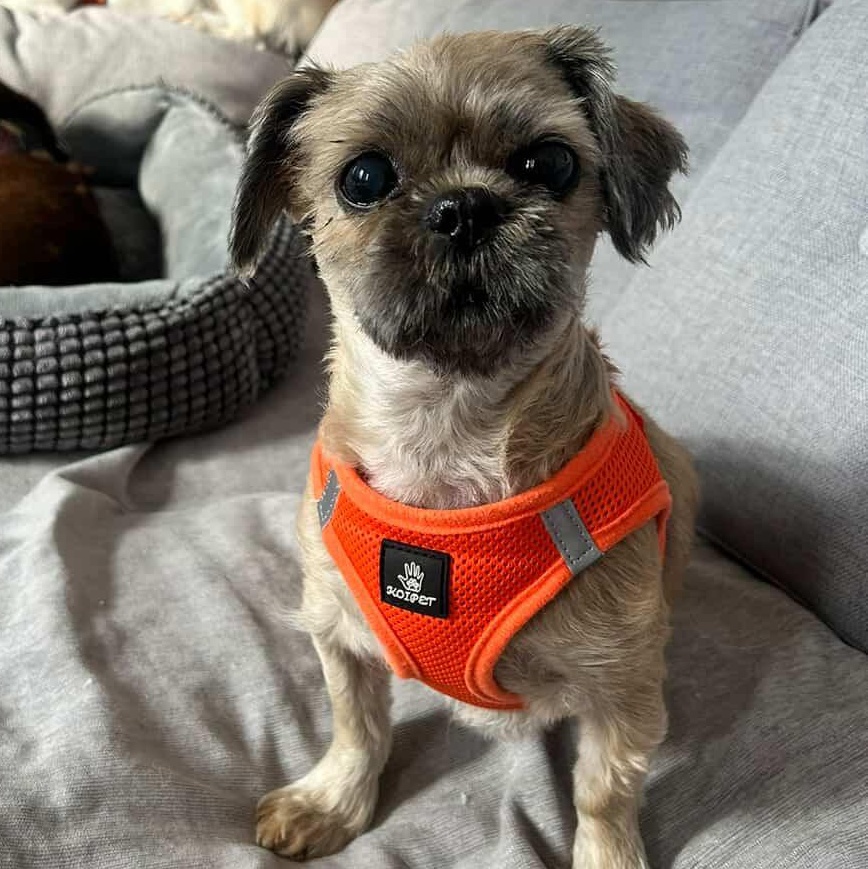 Sassy, ADOPTABLE, Adult Female Shih Tzu.