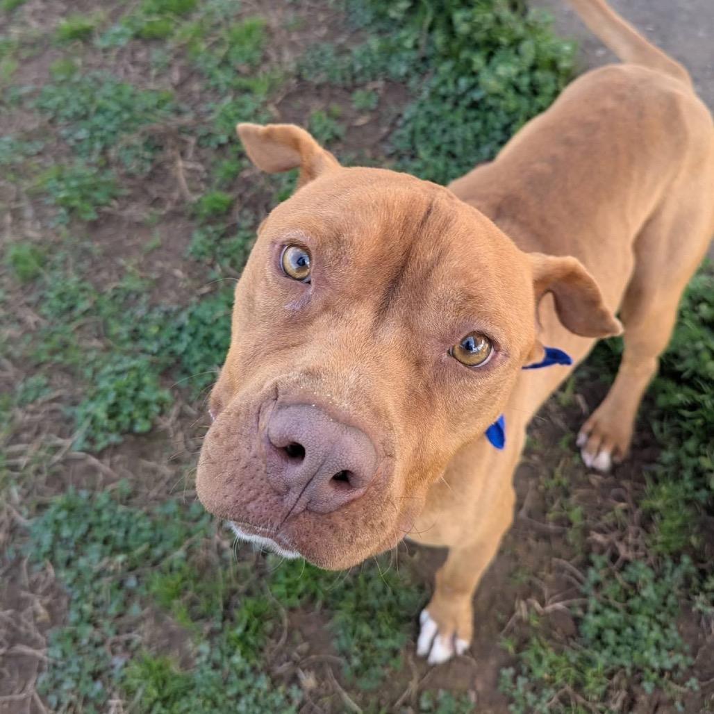 Enlarge Drip Jr, a Adoptable Mixed Breed in Columbiana, AL image 1/6